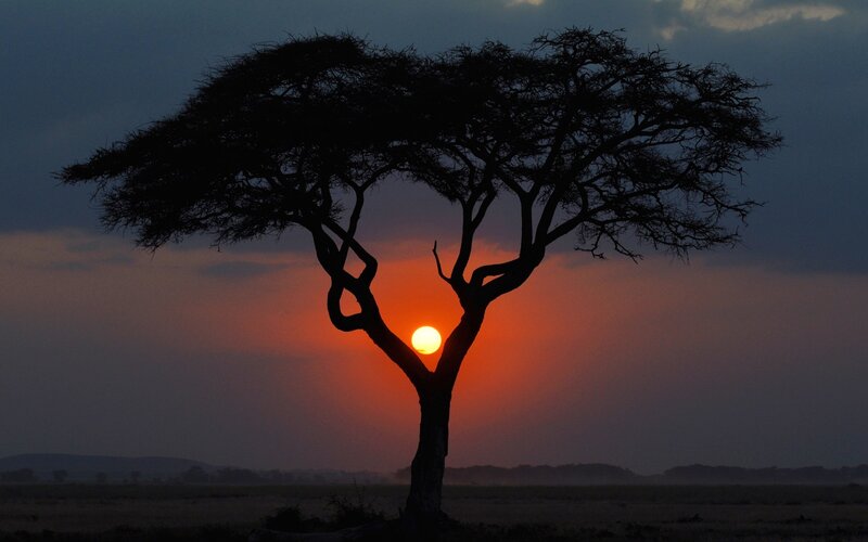 Sunset behind a silhouette tree