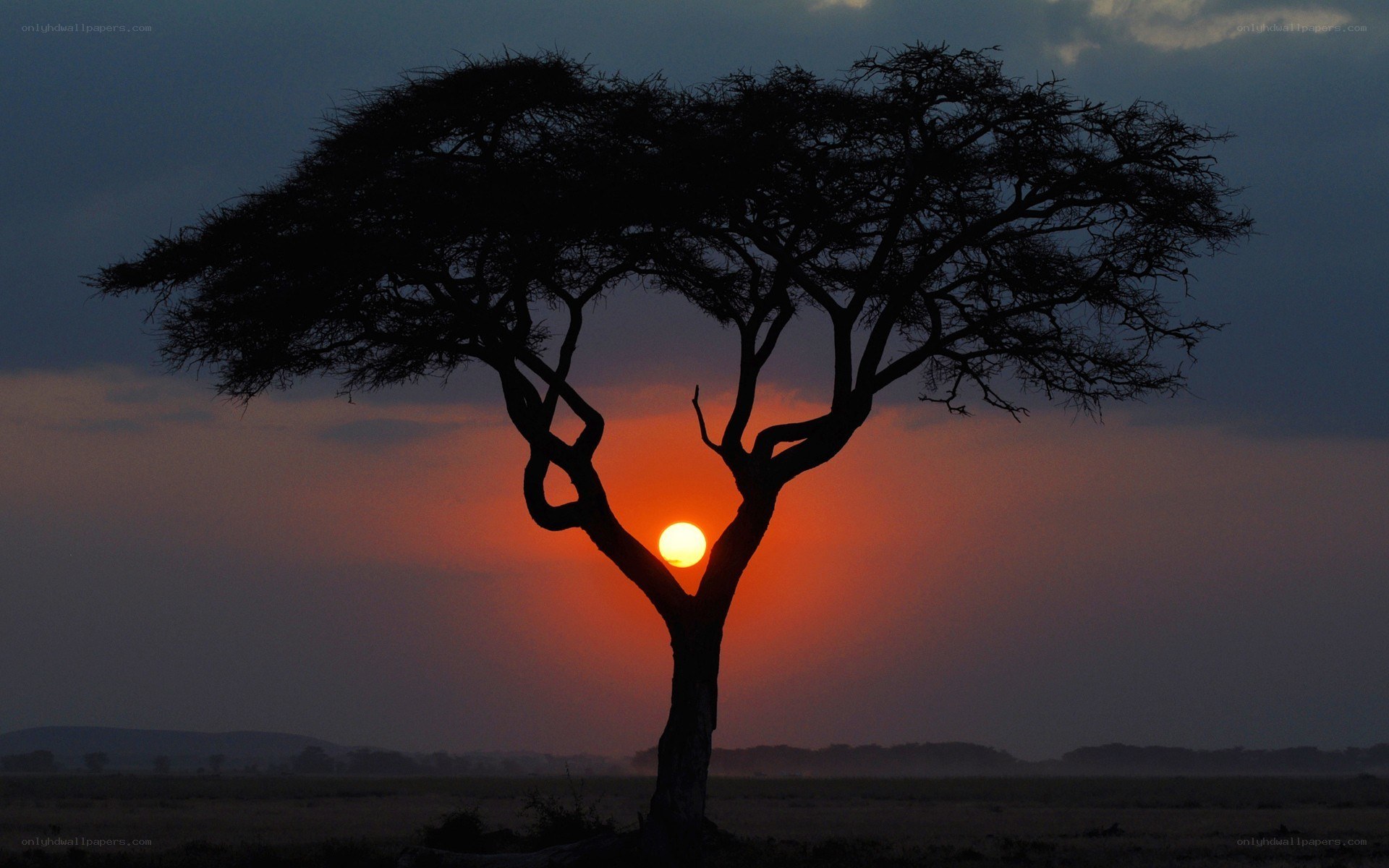 Sunset behind a silhouette tree