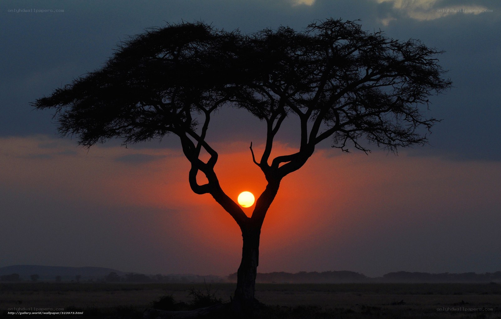 Sunset behind a silhouetted acacia tree