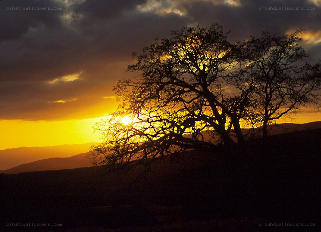 Sunset behind a silhouetted tree