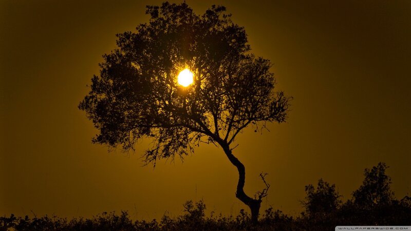Sunset behind a silhouetted tree