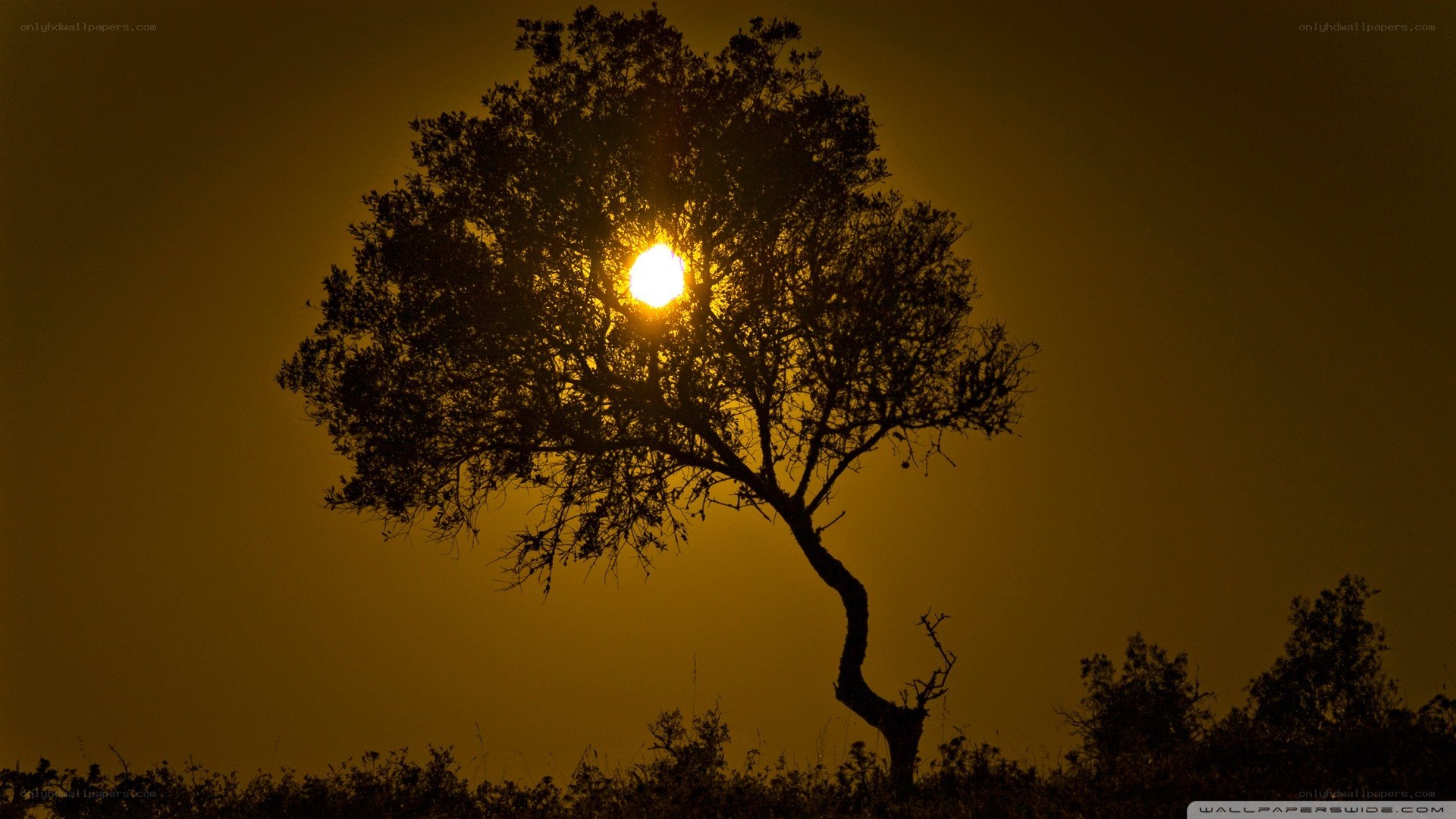 Sunset behind a silhouetted tree