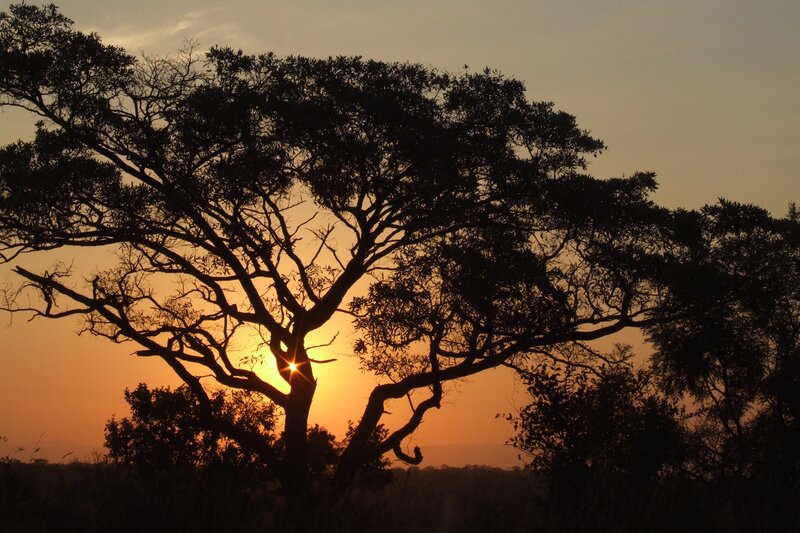 Sunset behind a silhouetted tree