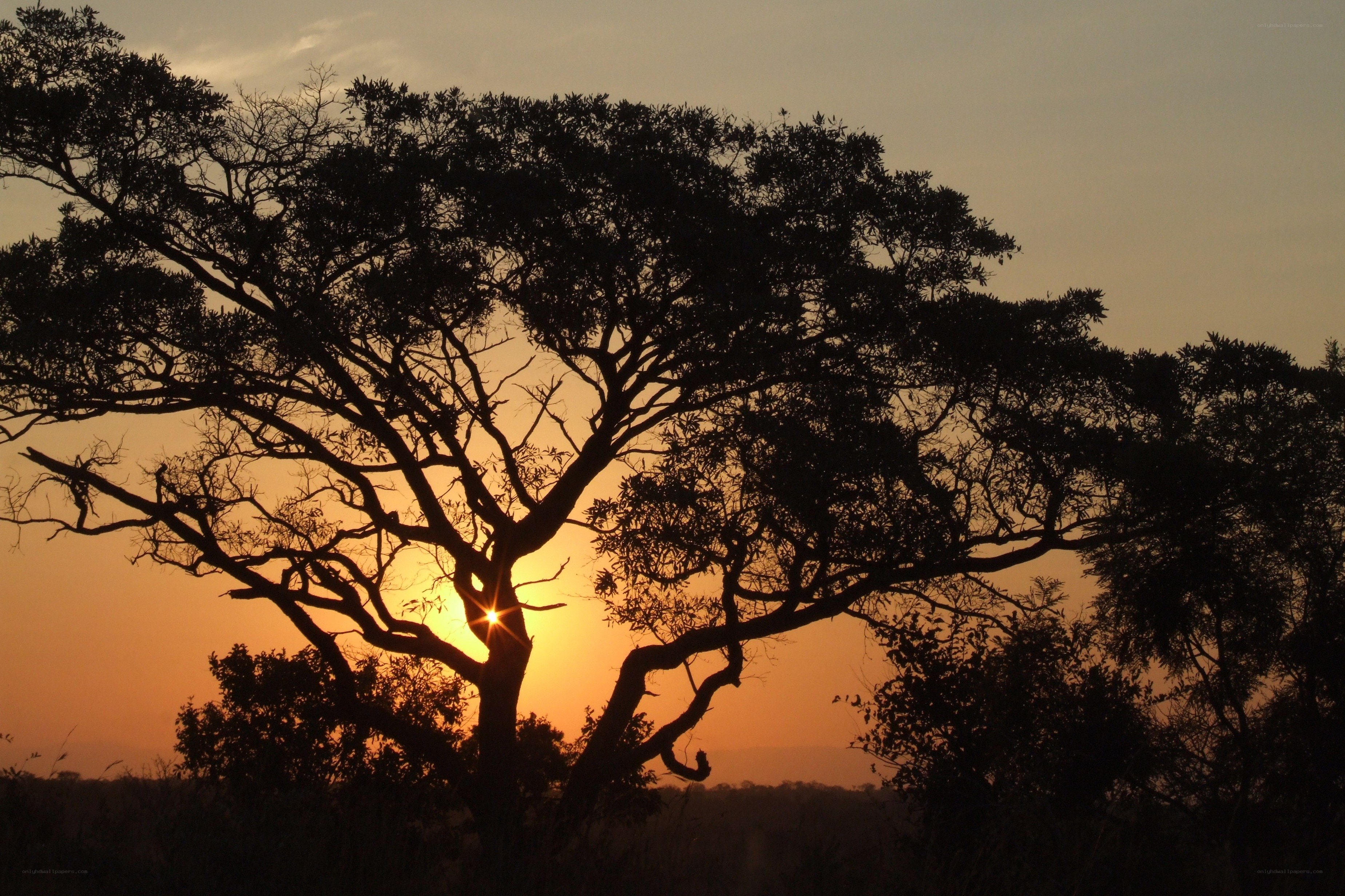 Sunset behind a silhouetted tree