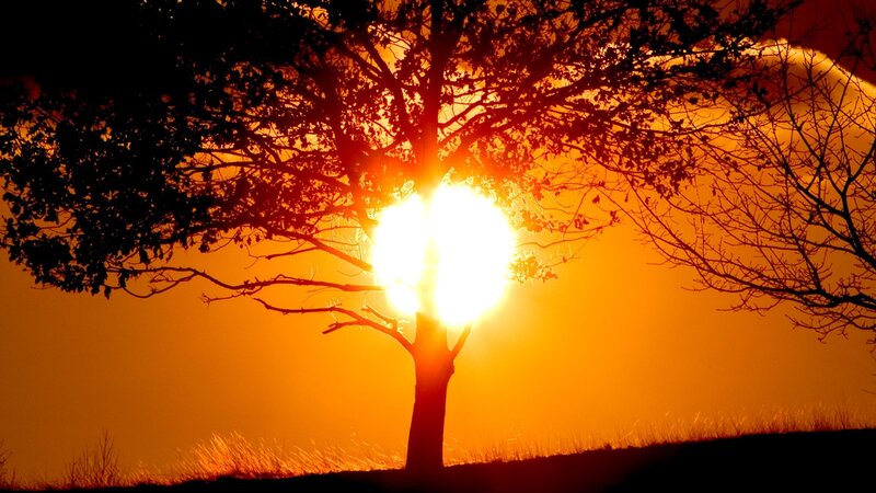Sunset behind a tree