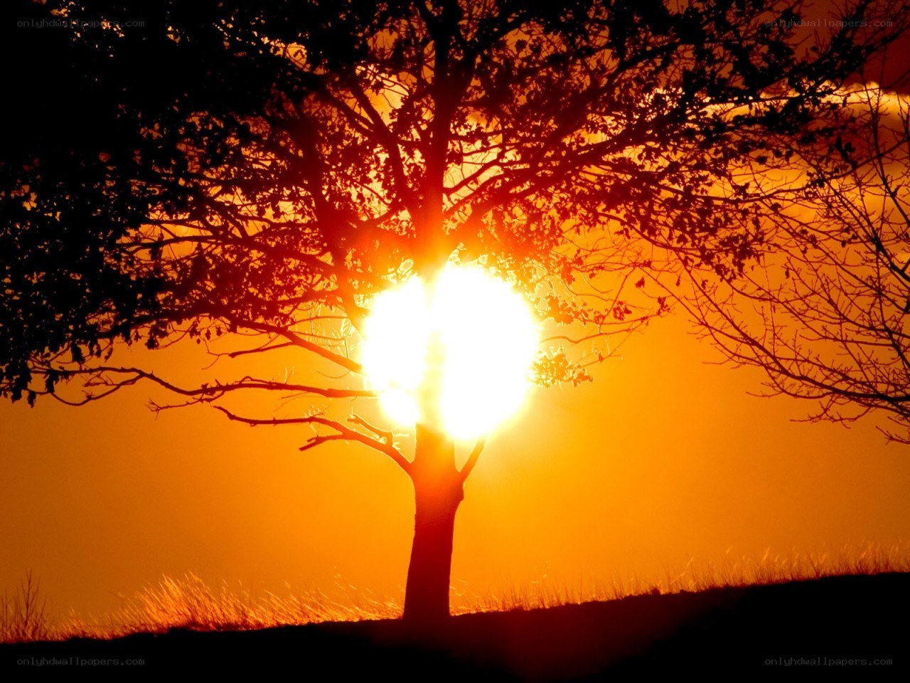 Sunset behind a tree