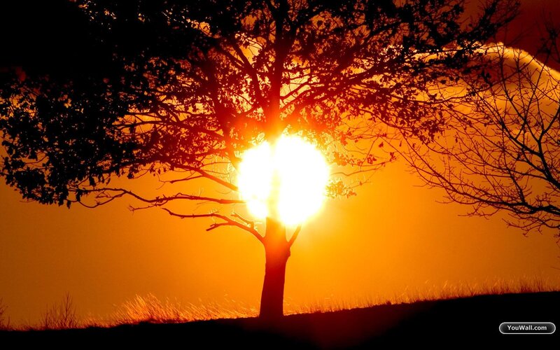 Sunset behind a tree