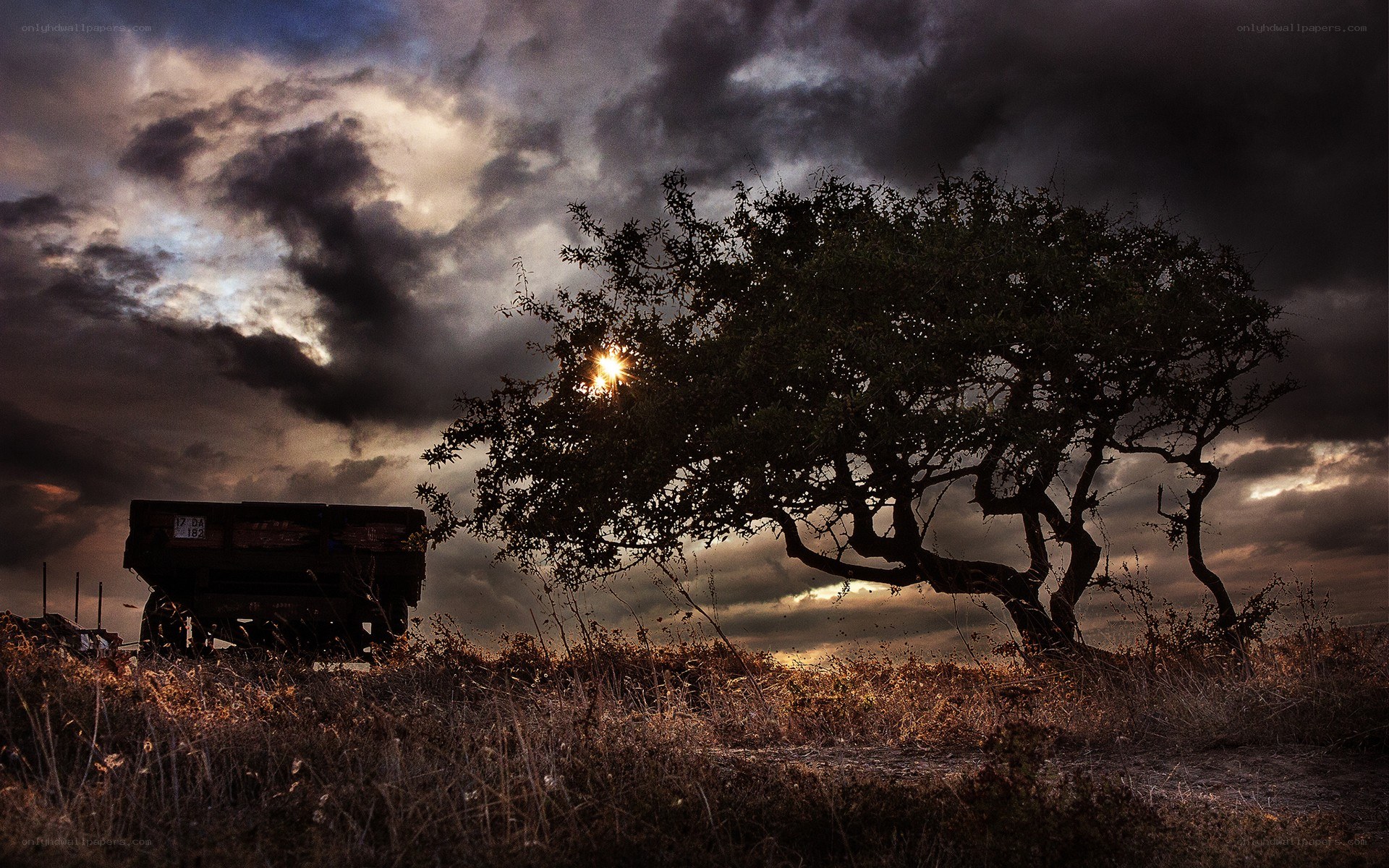 Sunset behind a tree and wagon