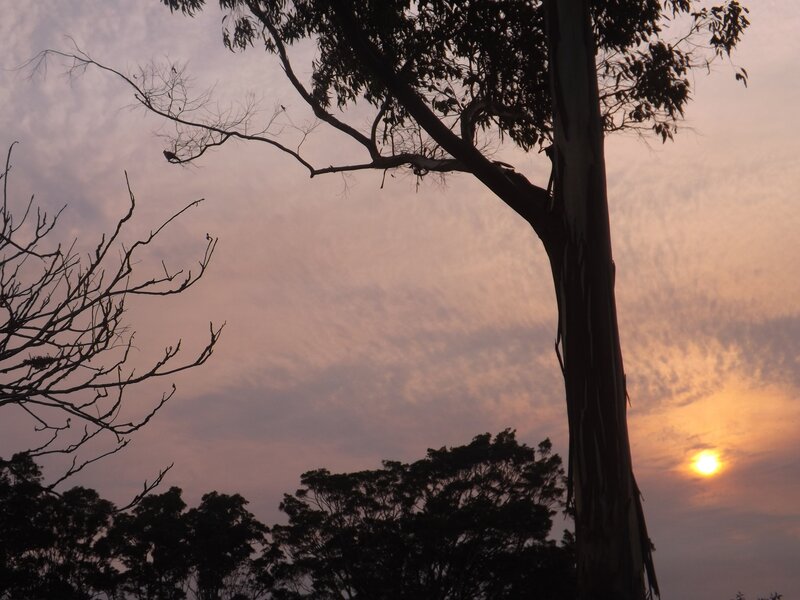 Sunset behind a tree silhouette