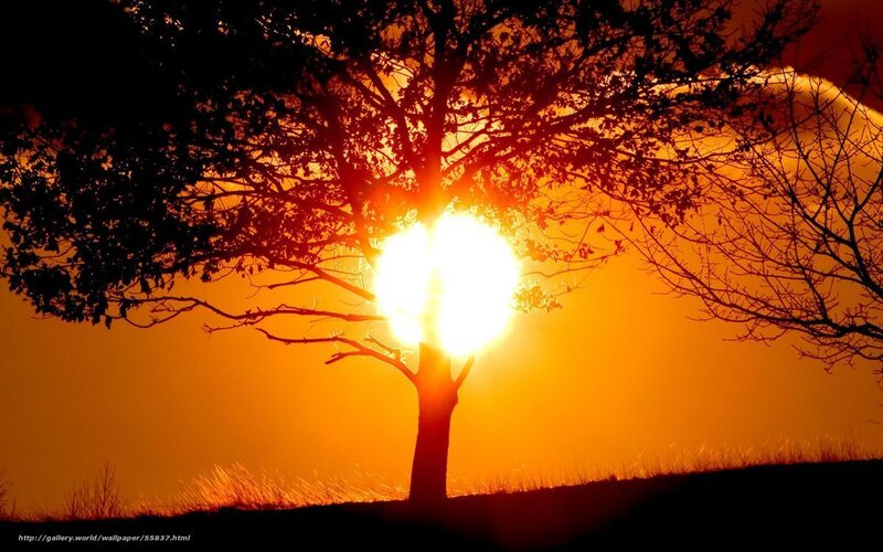 Sunset behind a tree silhouette