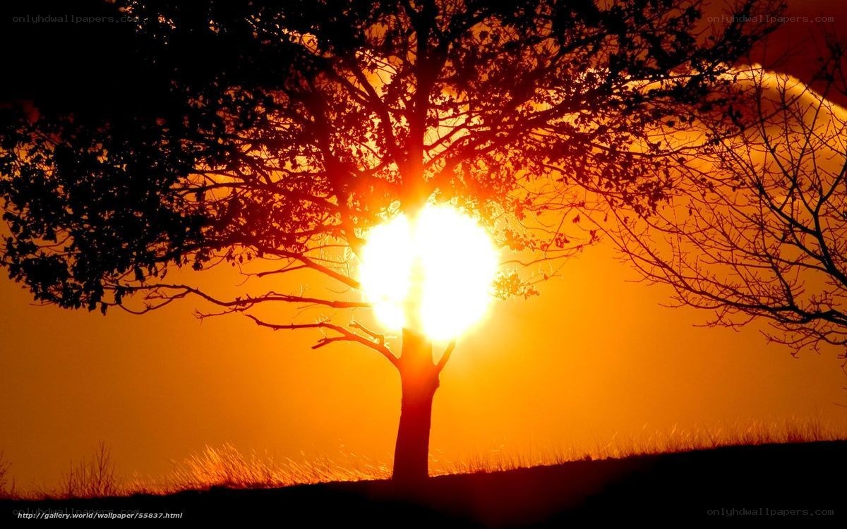 Sunset behind a tree silhouette