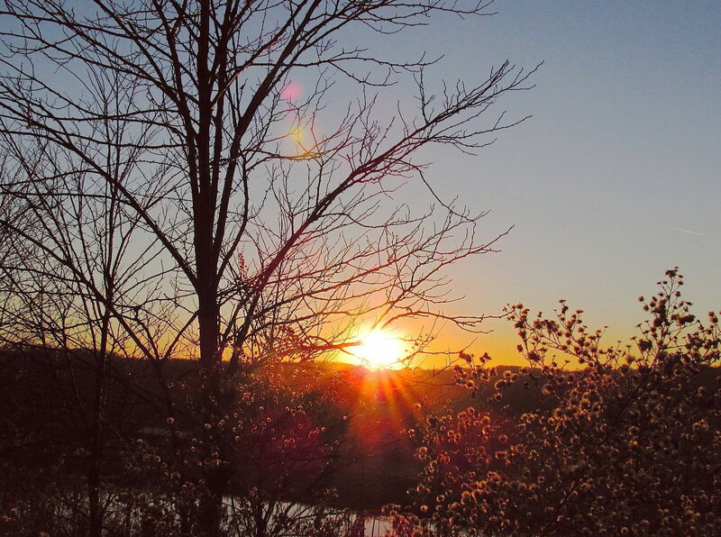 Sunset Behind Bare Tree — Orange