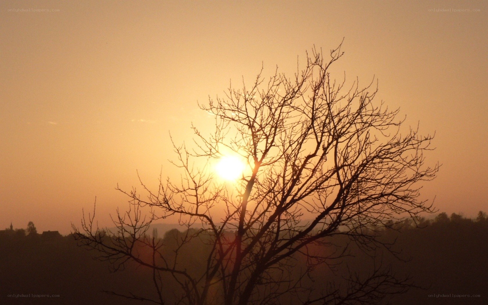 Sunset behind bare tree