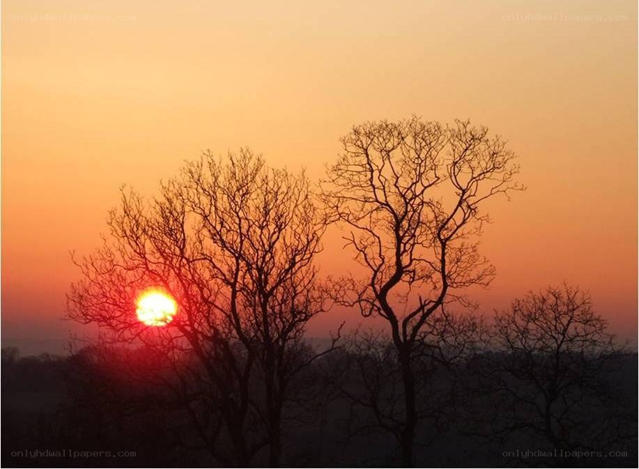 Sunset behind bare trees
