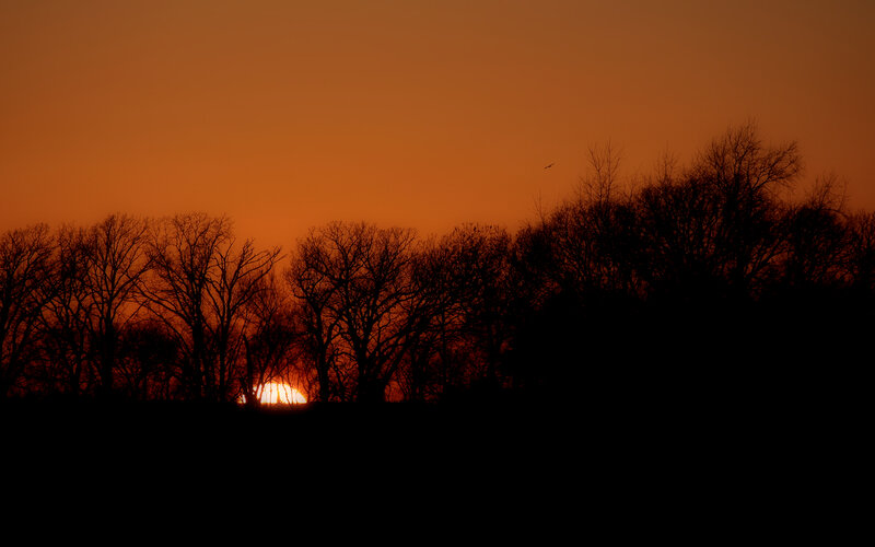 Sunset behind bare trees