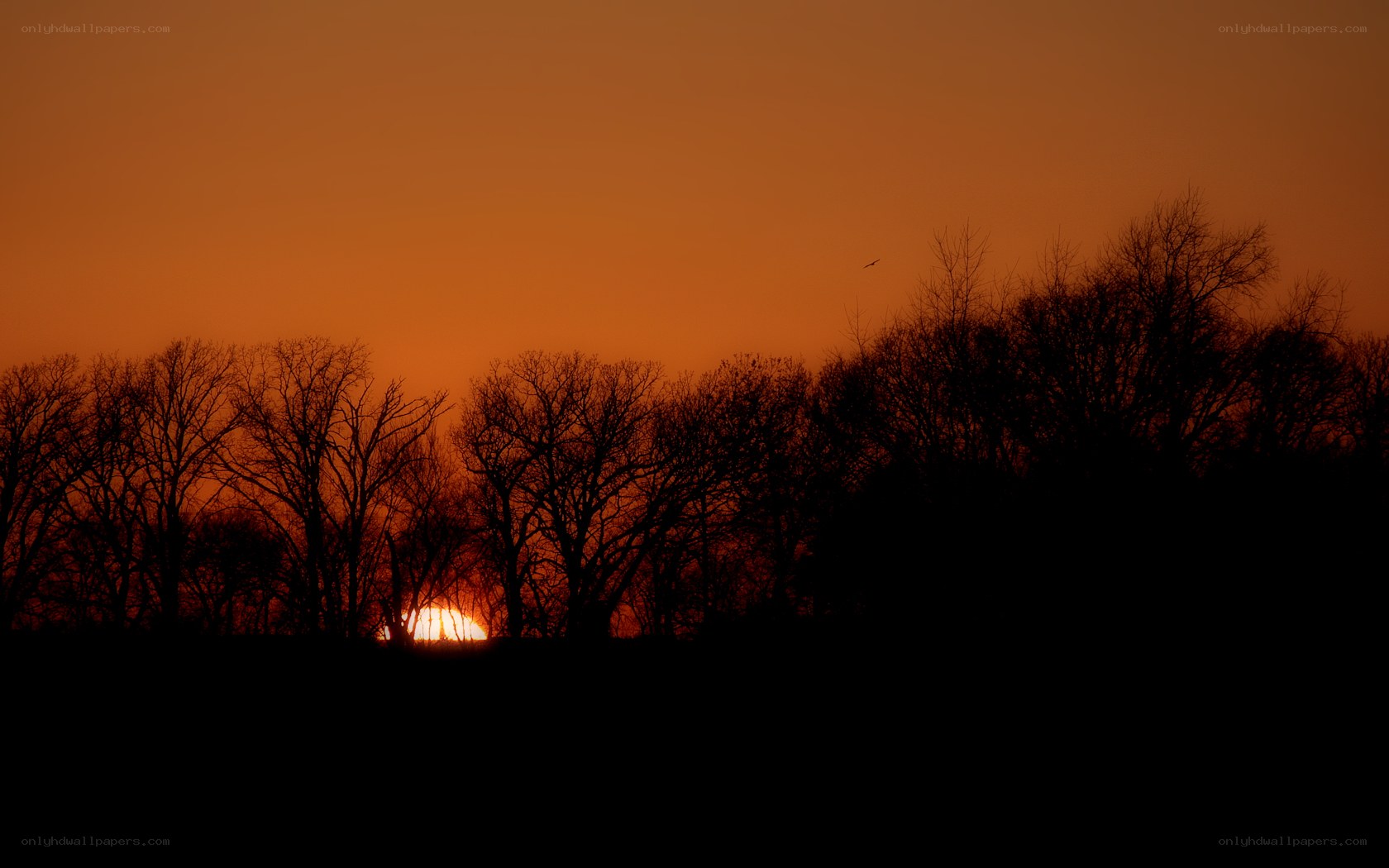 Sunset behind bare trees