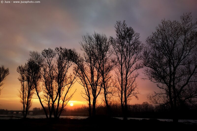 Sunset behind bare trees