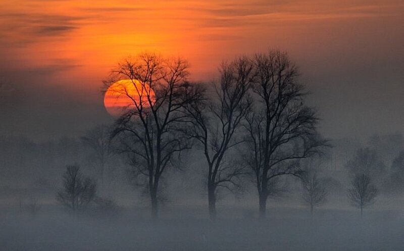 Sunset Behind Bare Trees — Orange