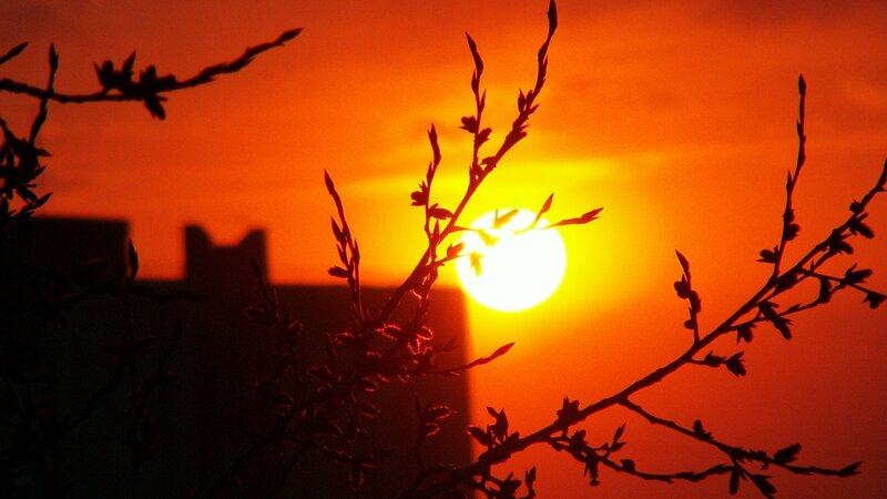 Sunset Behind Branches — Orange