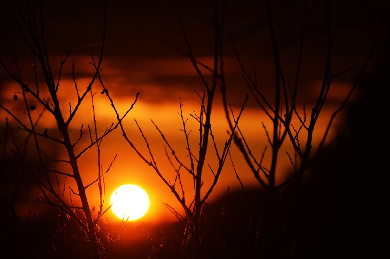 Sunset Behind Branches