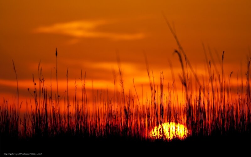 Sunset Behind Grass — Orange, Dramatic, Photograph