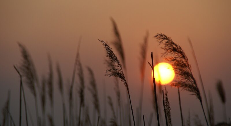 Sunset Behind Grass — Orange, Serene, Photograph, Sky, Sun