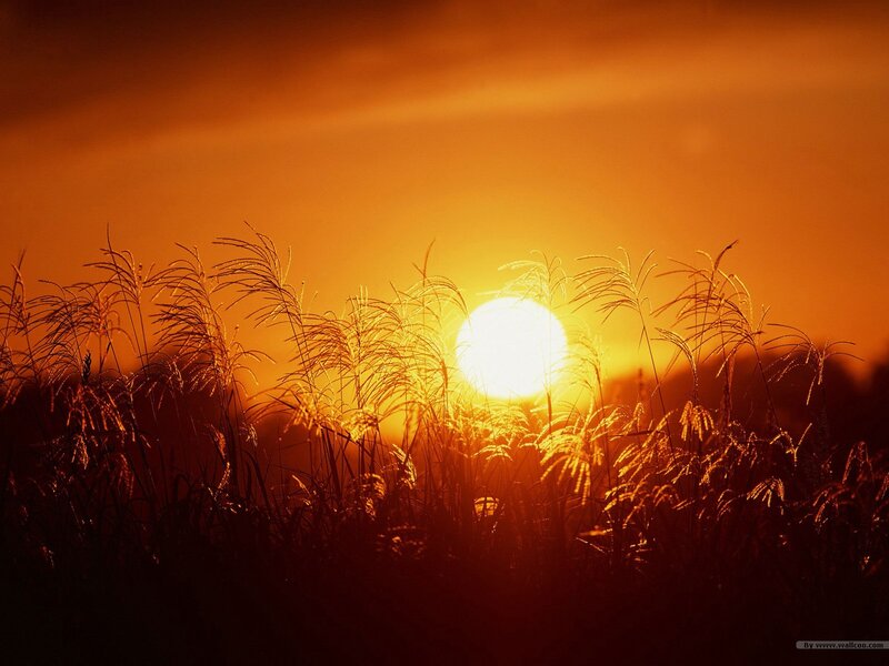 Sunset Behind Grass — Orange, Serene