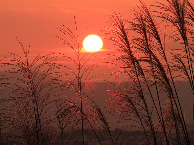 Sunset Behind Grass — Orange