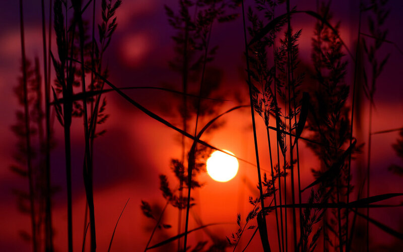 Sunset Behind Grass — Red