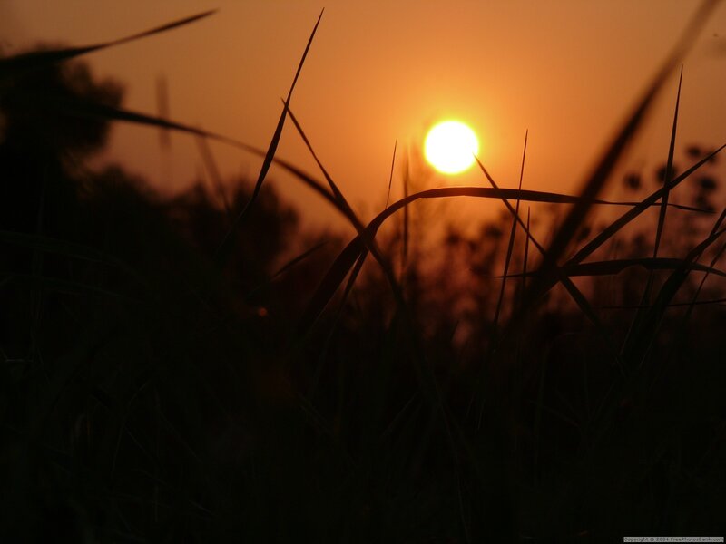 Sunset Behind Grass
