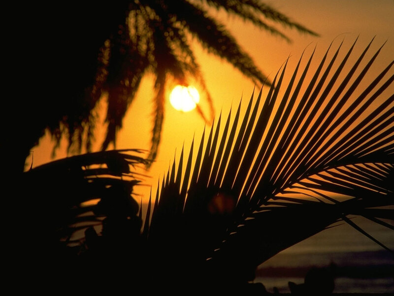 Sunset behind palm fronds