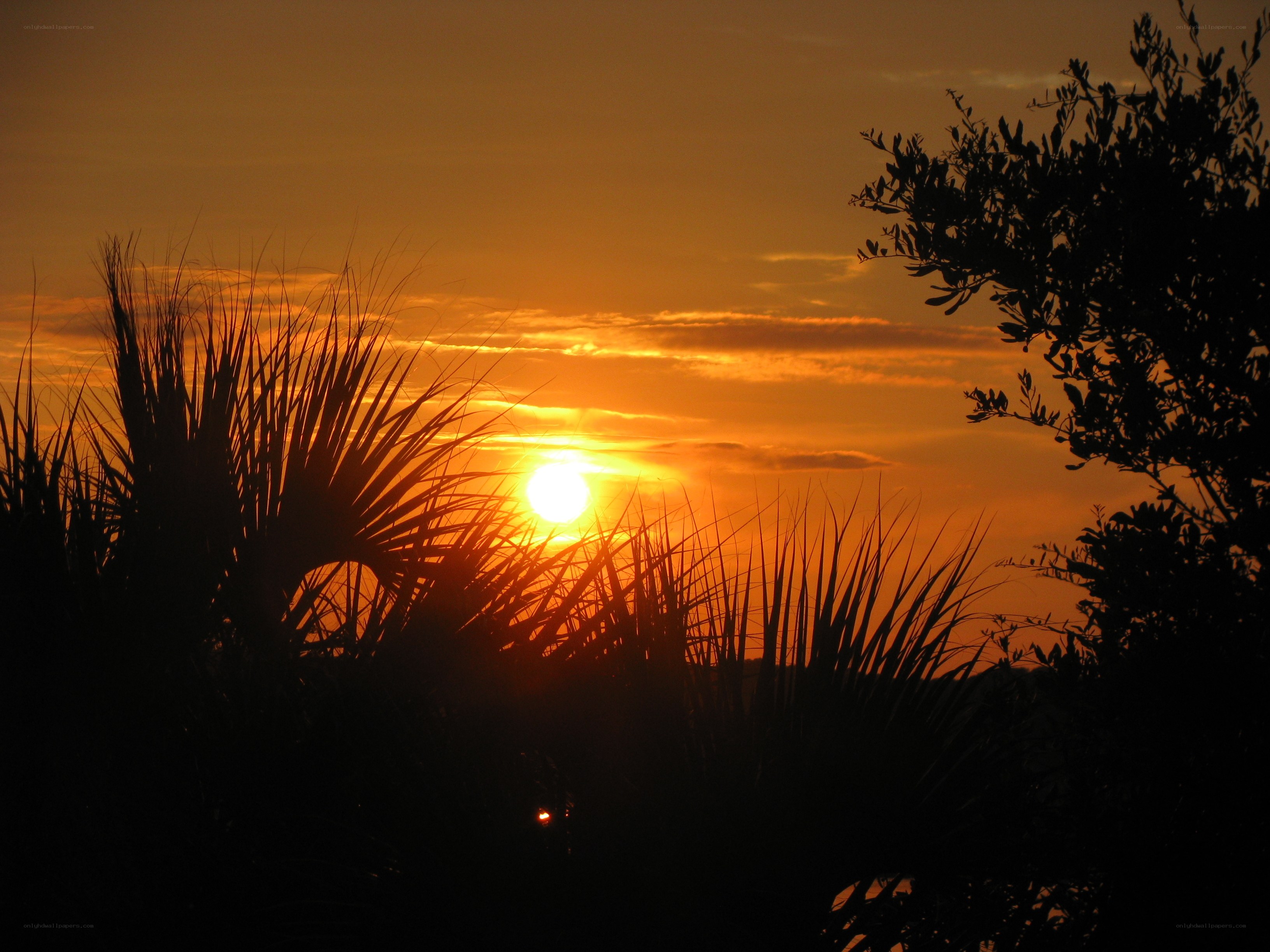 Sunset behind palm trees