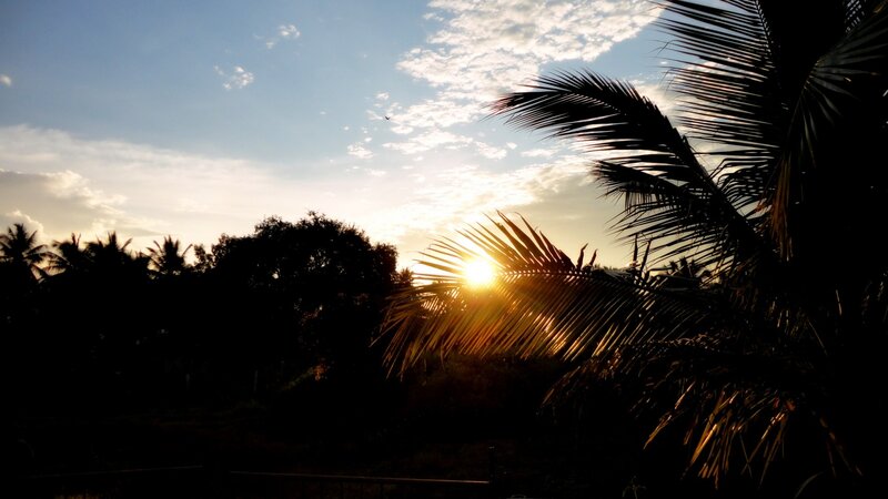 Sunset Behind Palm Trees — Blue