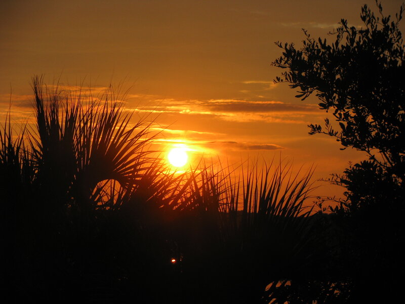 Sunset Behind Palm Trees — Orange, Serene