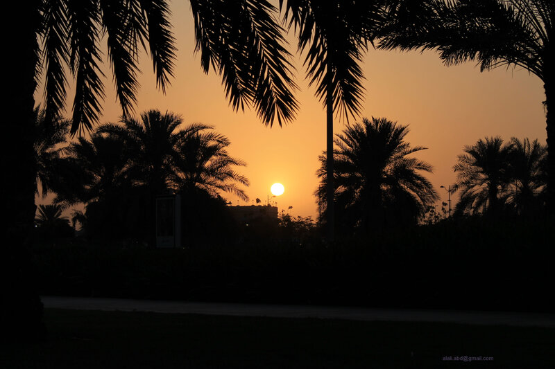 Sunset Behind Palm Trees — Orange