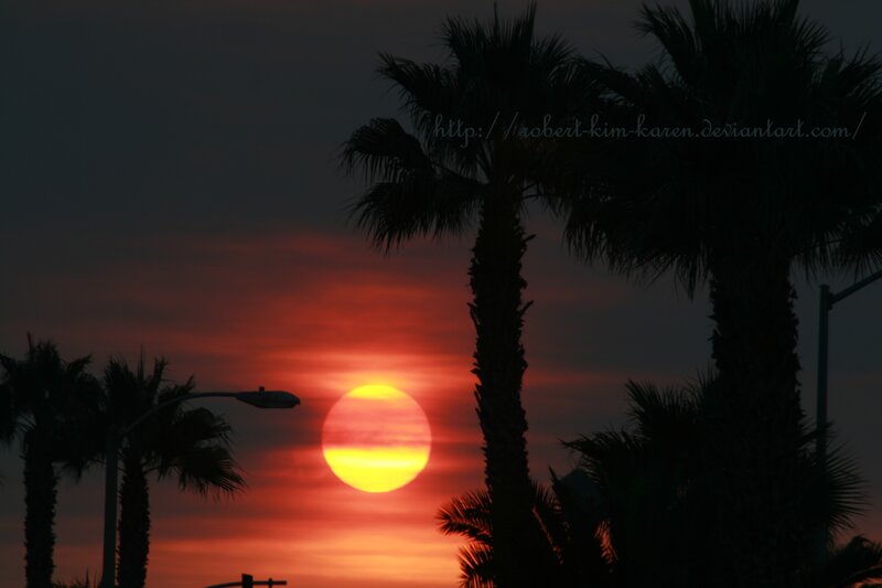 Sunset Behind Palm Trees — Red, Dramatic