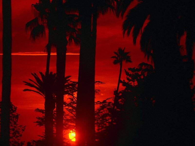 Sunset Behind Palm Trees — Red