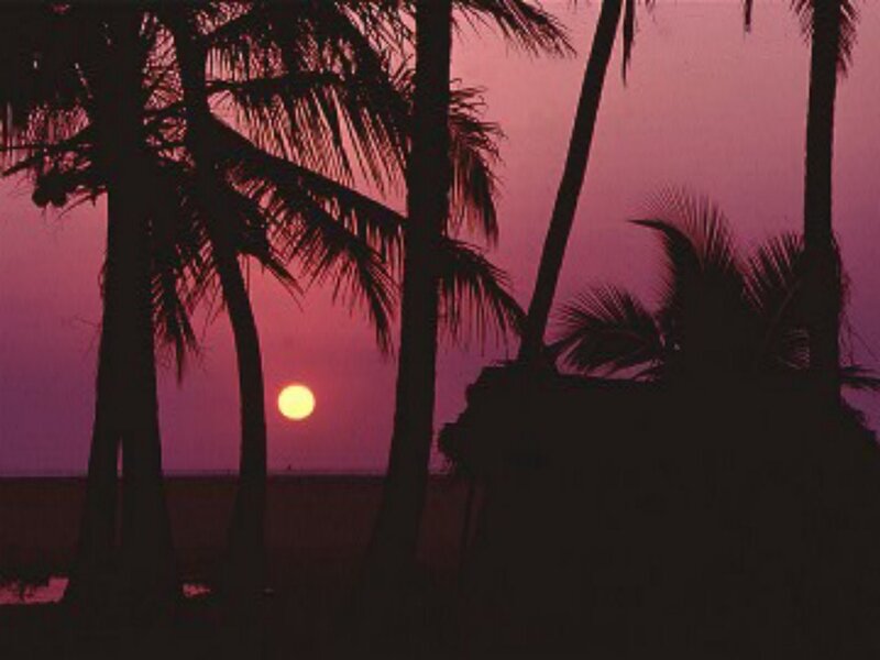 sunset behind palm trees