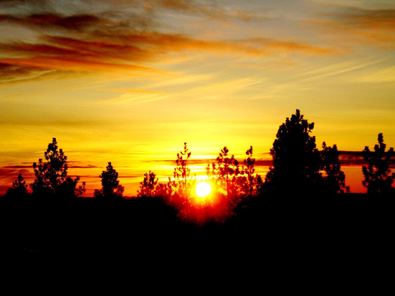 Sunset behind pine trees