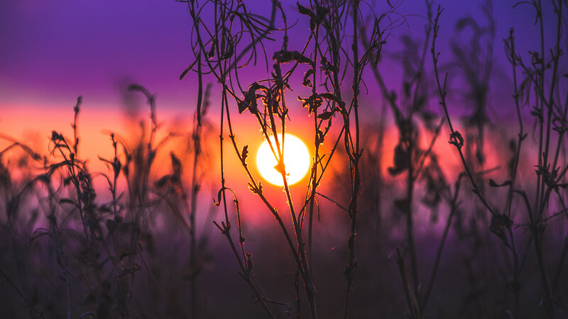 Sunset Behind Plants — Purple