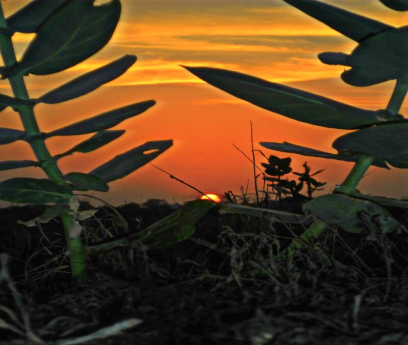 Sunset Behind Plants