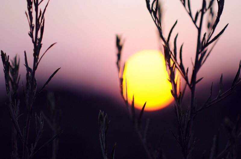 Sunset Behind Plants — Yellow