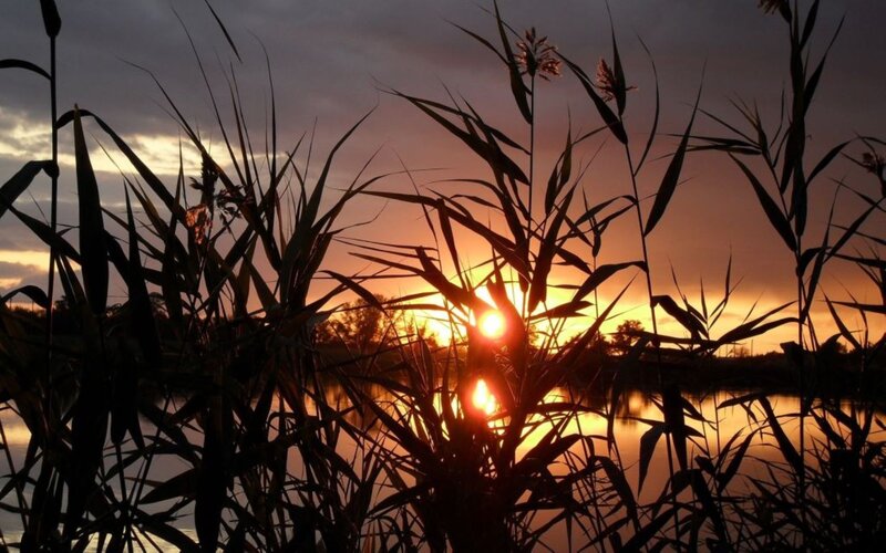 Sunset Behind Reeds — Orange