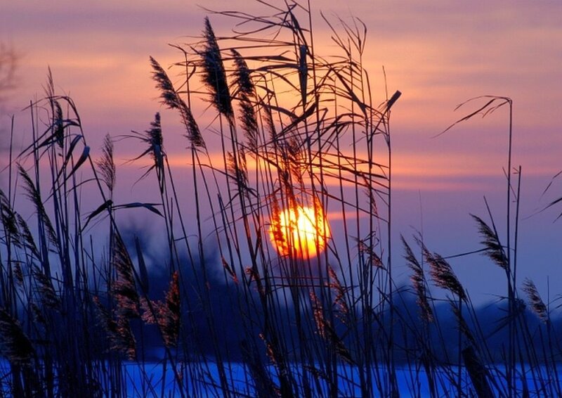 Sunset Behind Reeds