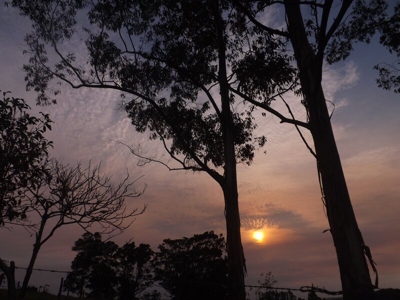 Sunset behind silhouetted trees