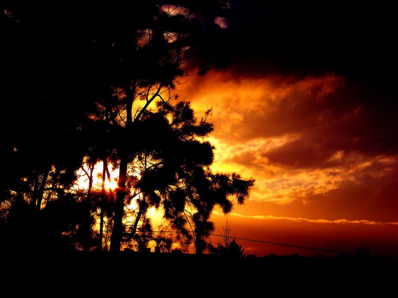 Sunset behind silhouetted trees
