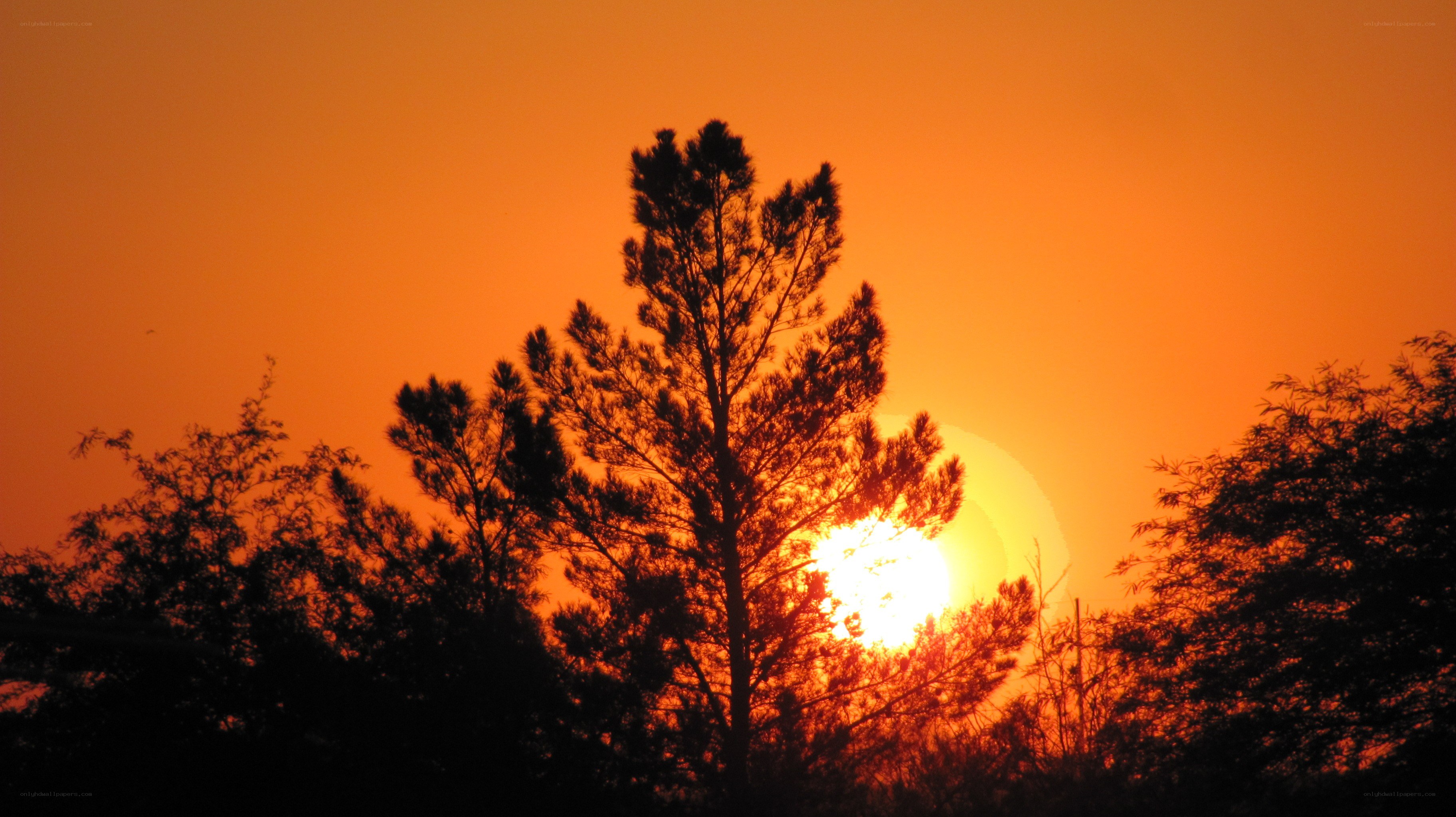 Sunset behind silhouetted trees