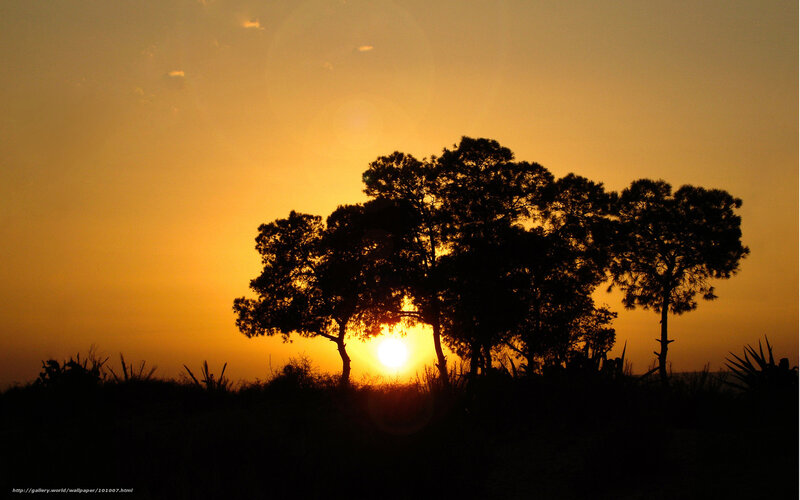 Sunset behind silhouetted trees