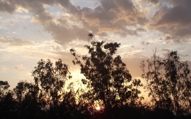 sunset behind silhouetted trees