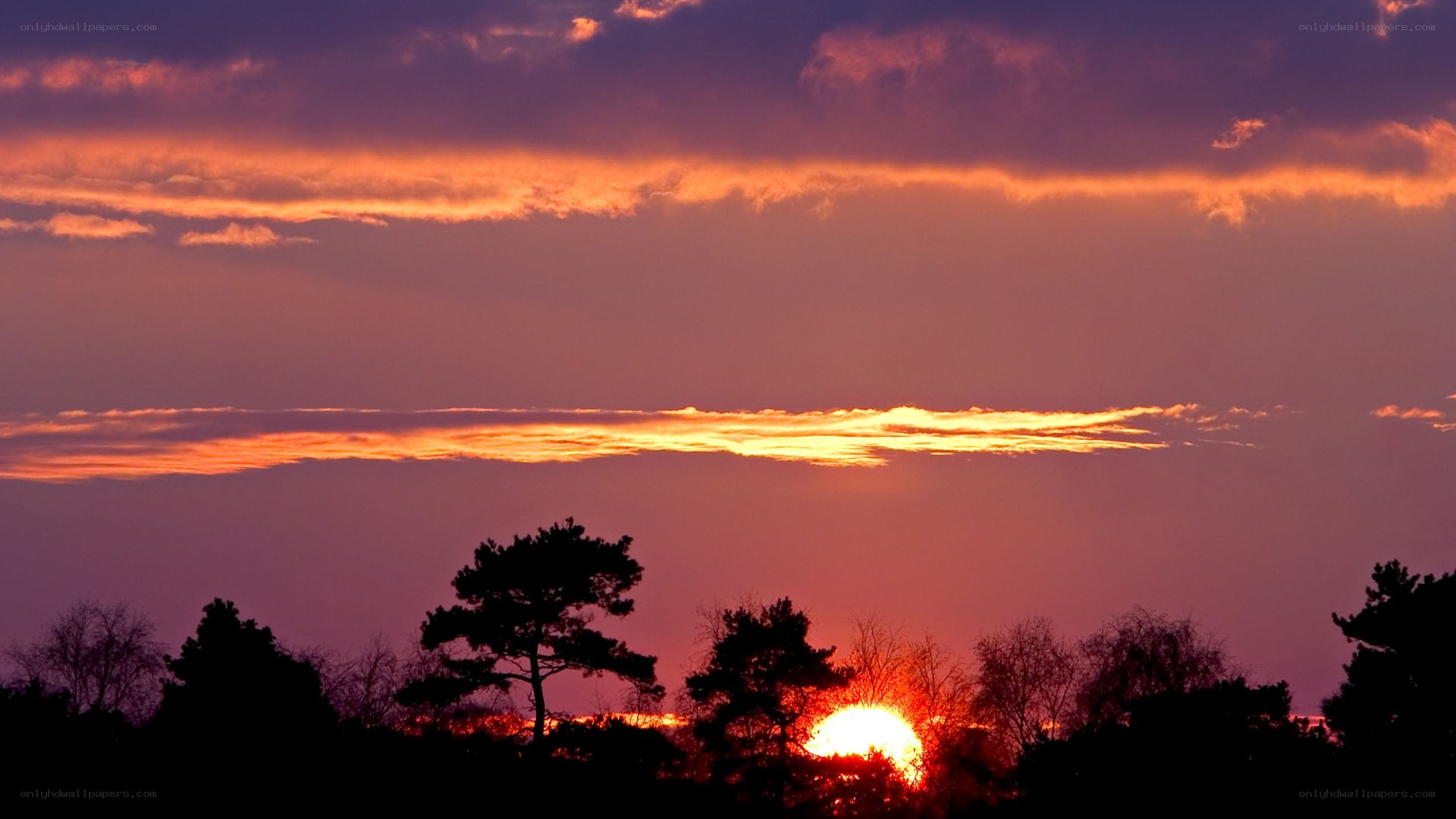 Sunset behind silhouetted trees